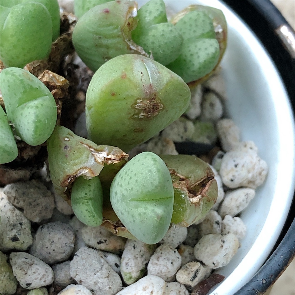 f:id:panda_blue:20200806013734j:image