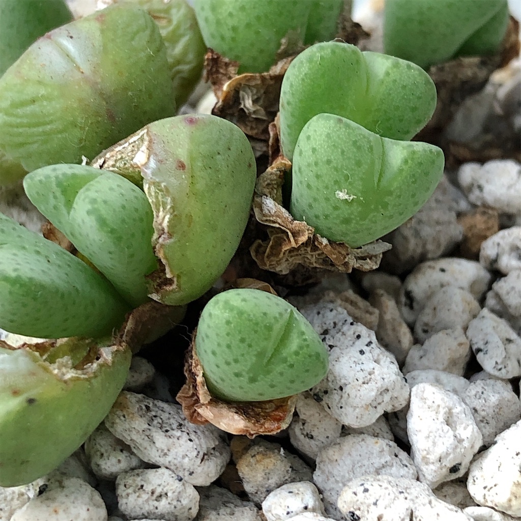 f:id:panda_blue:20200806013738j:image