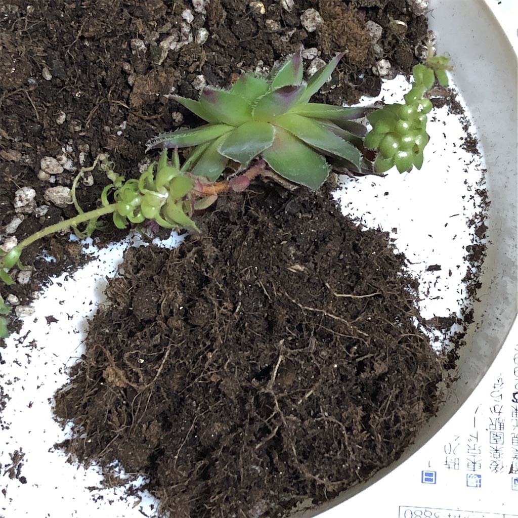 f:id:panda_blue:20200808000313j:image