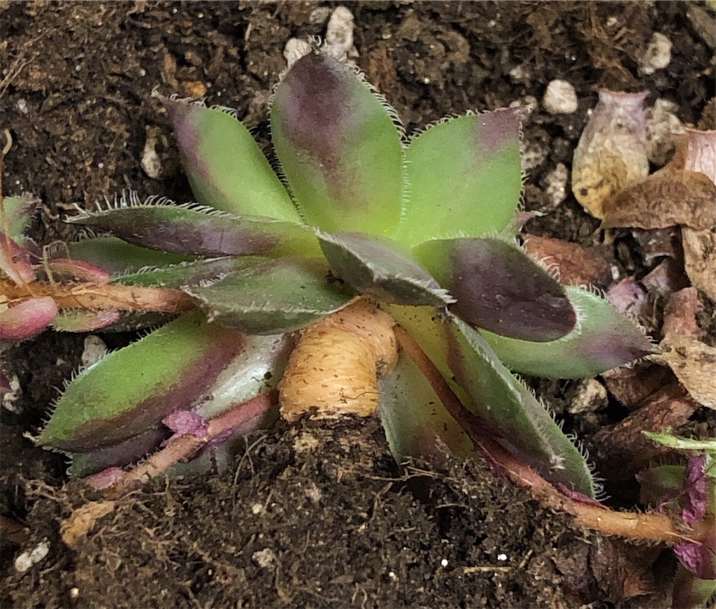 f:id:panda_blue:20200808000334j:image