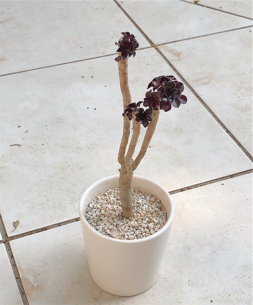 盆栽に使用してた蜂