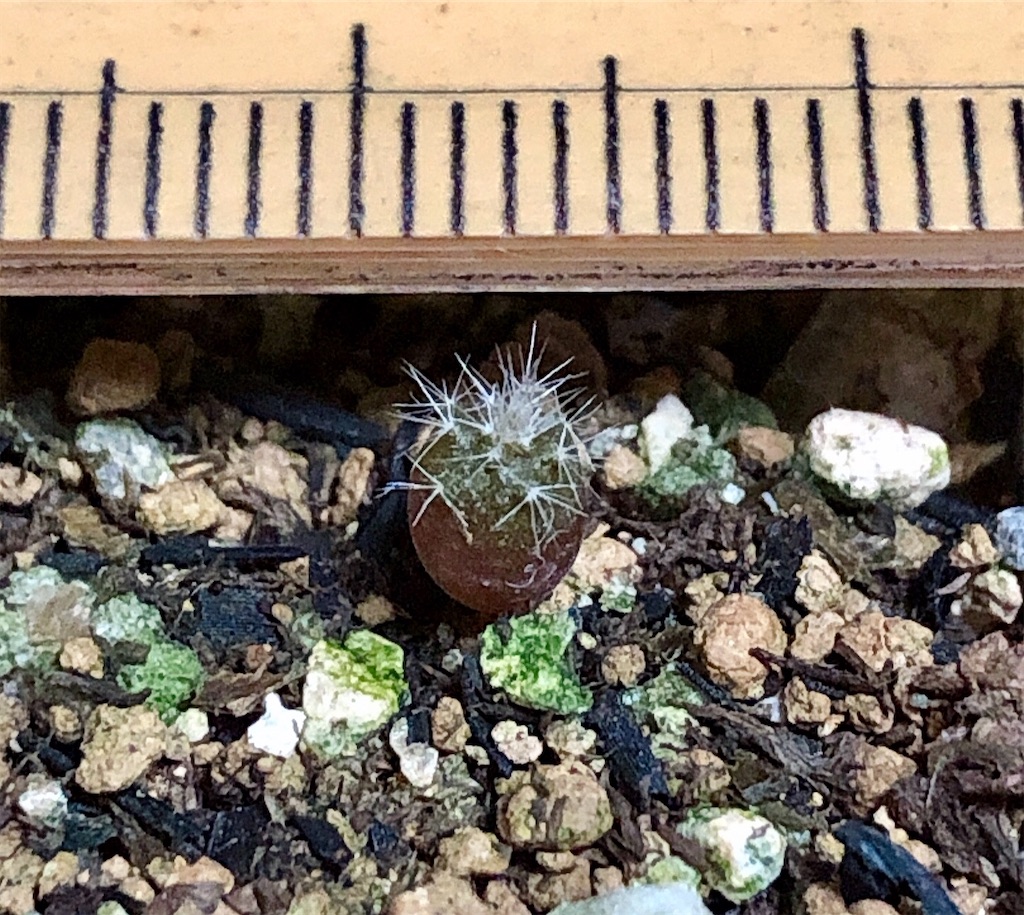 f:id:panda_blue:20200815012330j:image