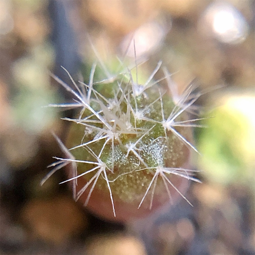 f:id:panda_blue:20200815012335j:image