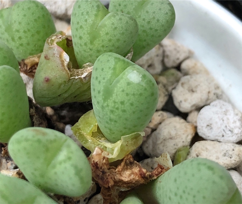 f:id:panda_blue:20200817172701j:image