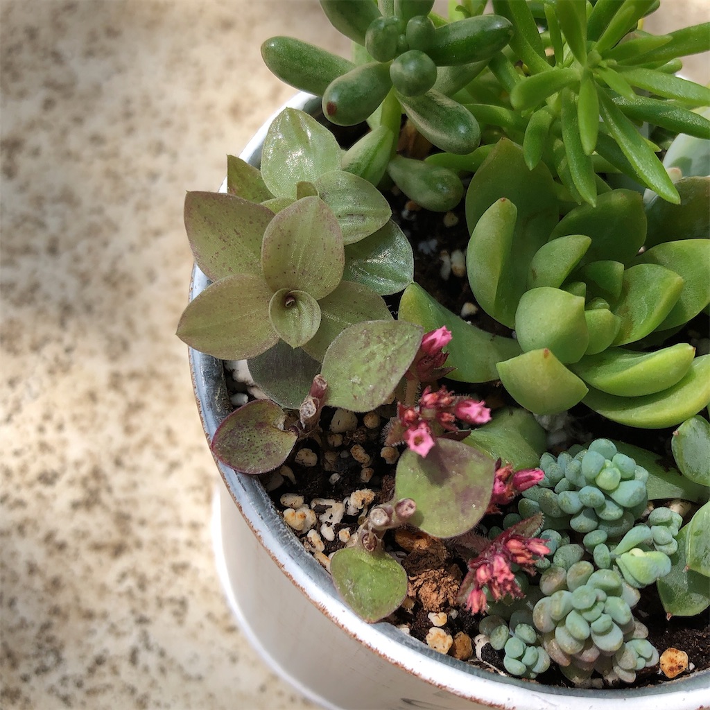 No.487 ❁ピュアラブ❁ カット苗 多肉植物 寄せ植え No.487 ❁ピュアラブ❁ カット苗 多肉植物 寄せ植え No.487