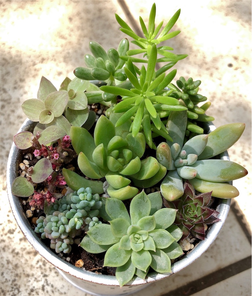 多肉植物群雀錦抜き苗