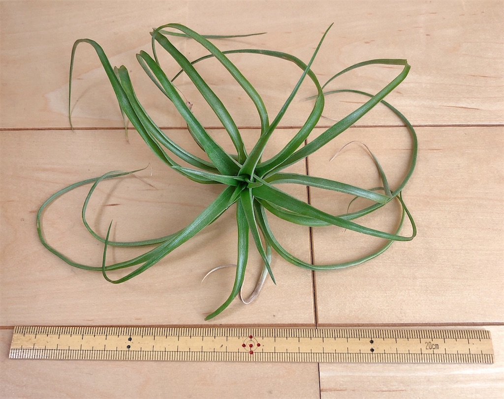 f:id:panda_blue:20200822012717j:image