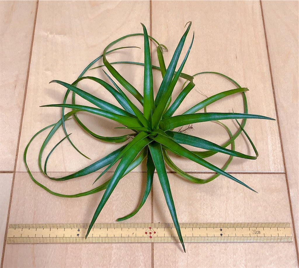 f:id:panda_blue:20200822012758j:image