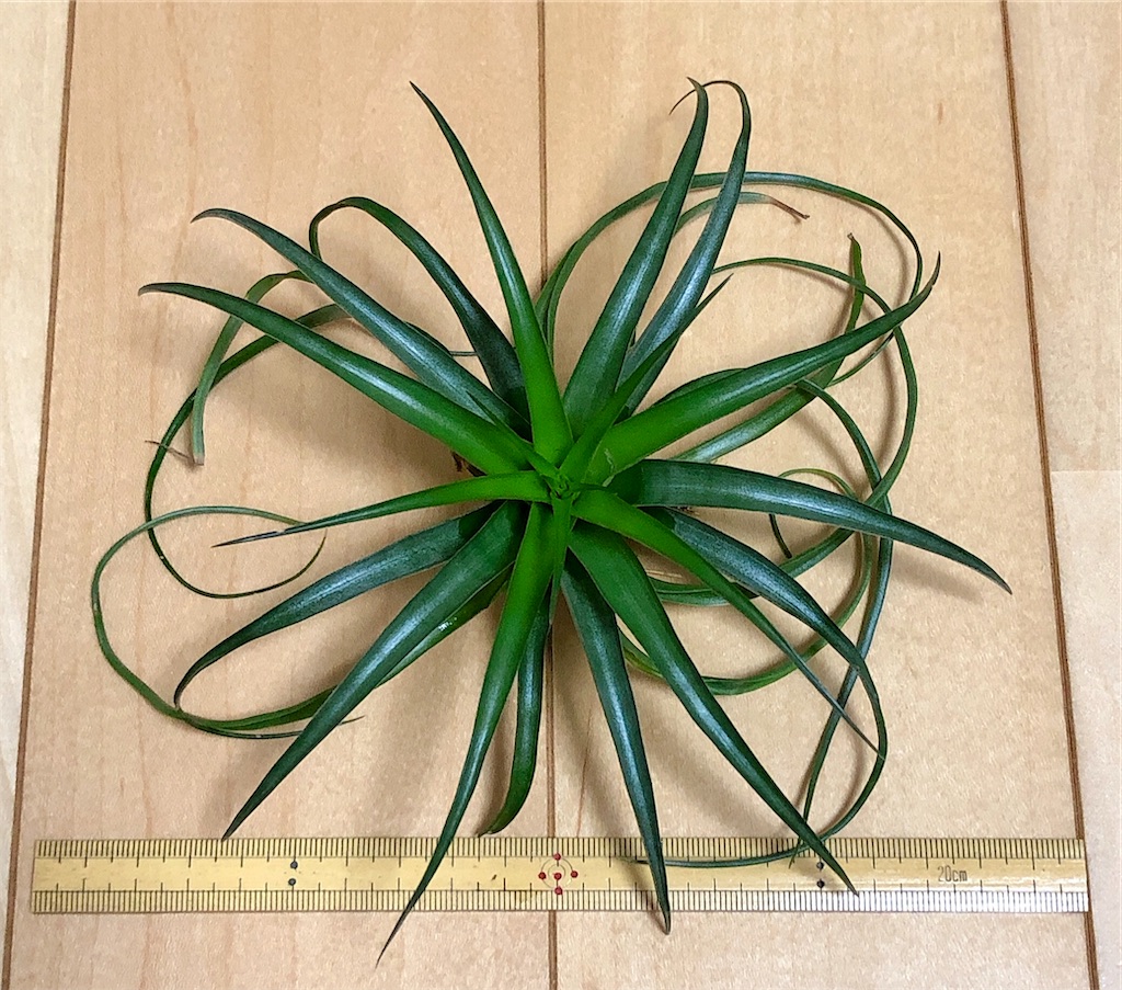 f:id:panda_blue:20200822013053j:image