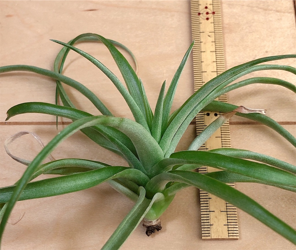 f:id:panda_blue:20200822015952j:image