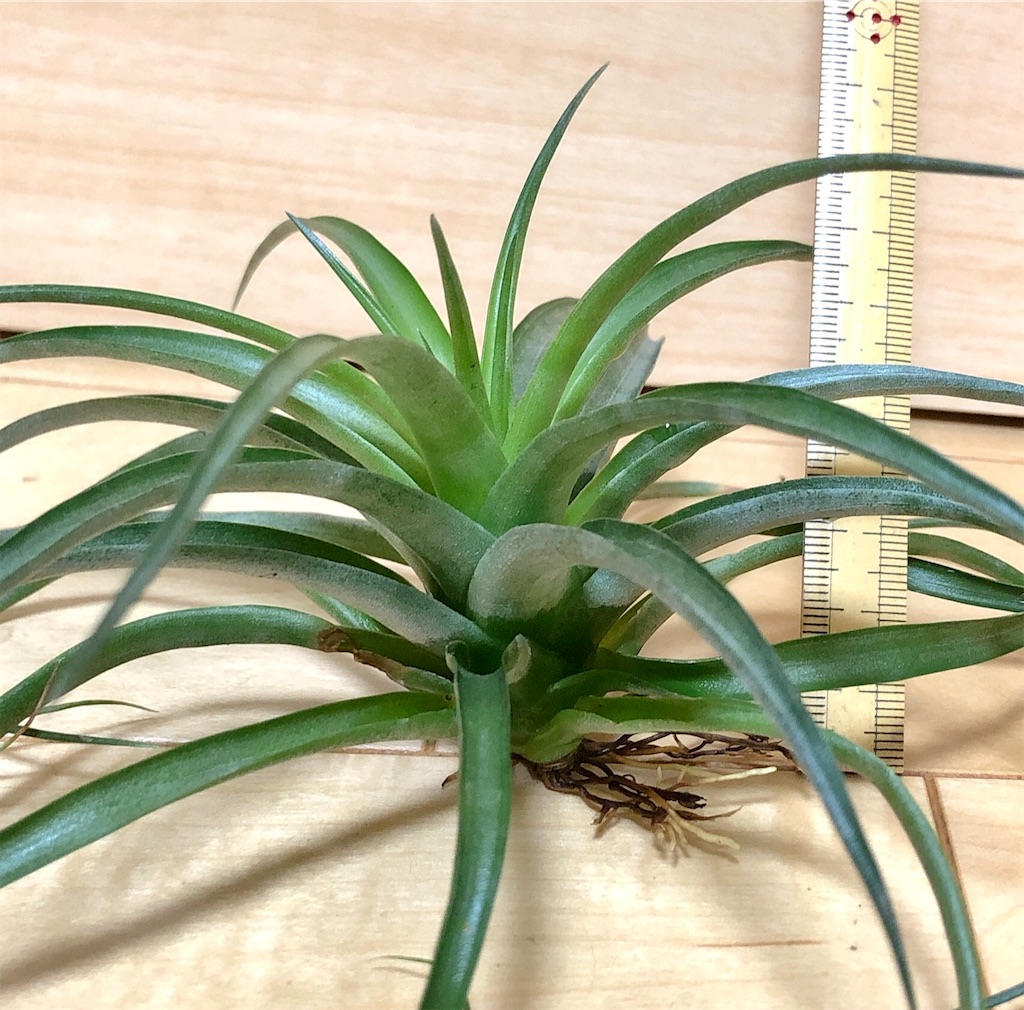 f:id:panda_blue:20200822020248j:image