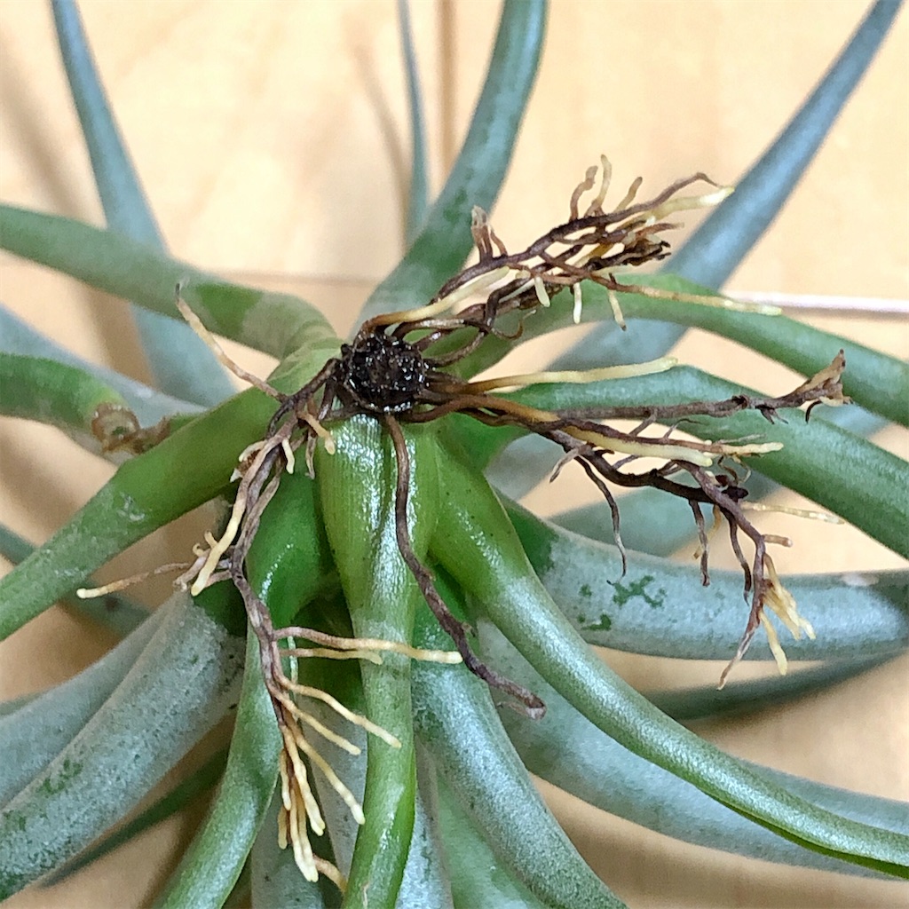 f:id:panda_blue:20200822020814j:image