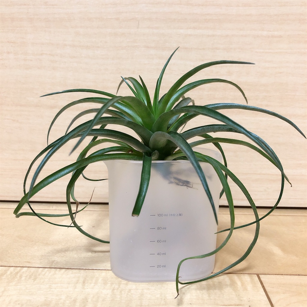 f:id:panda_blue:20200822020822j:image