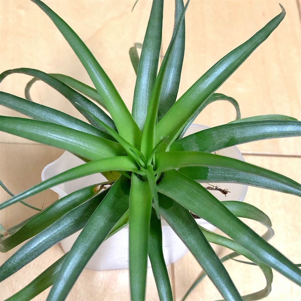 f:id:panda_blue:20200822021026j:image