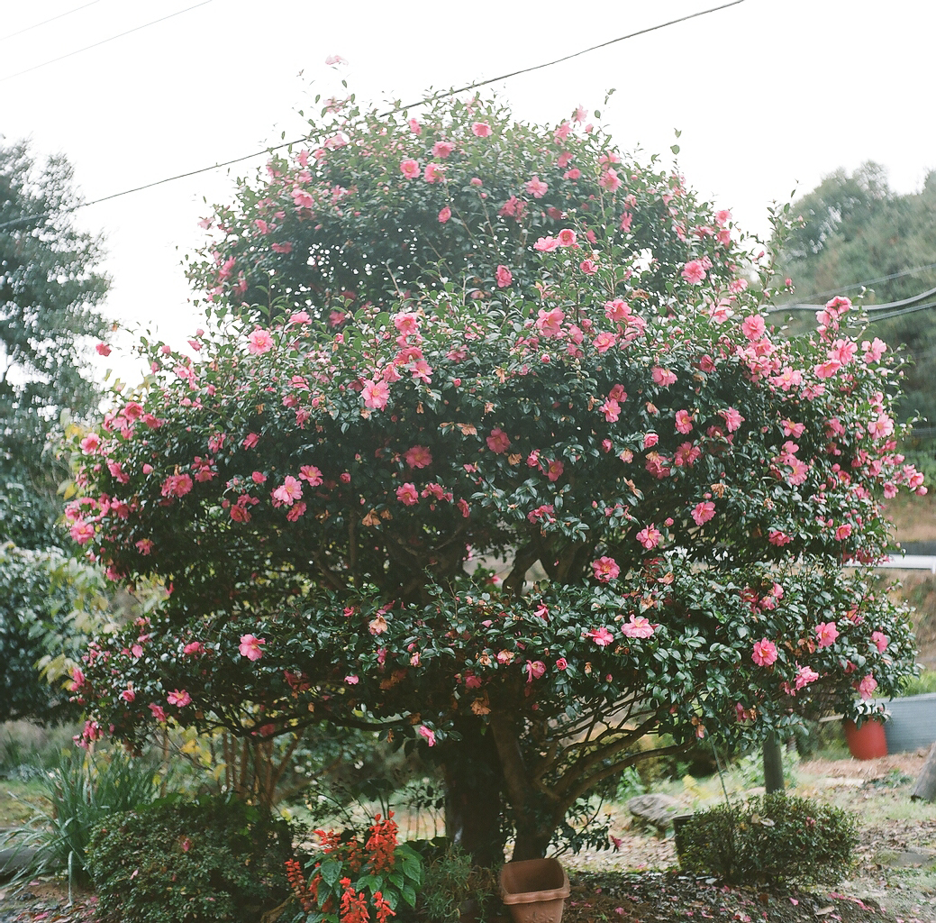 f:id:pandago:20201105113142j:plain