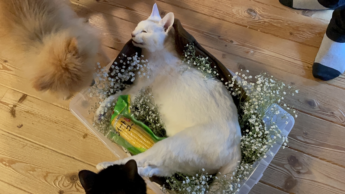 f:id:pandago:20211222090647j:plain