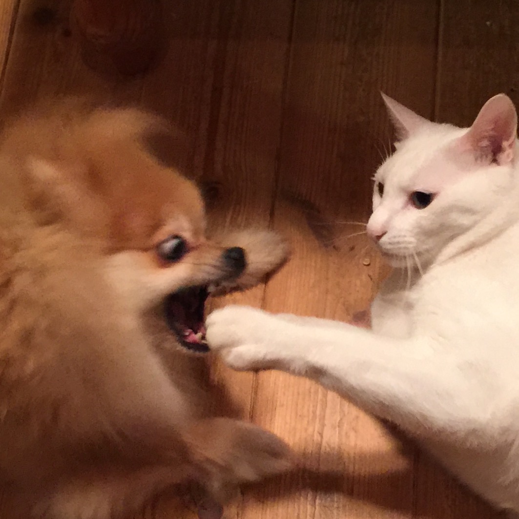 f:id:pandago:20211222091501j:plain