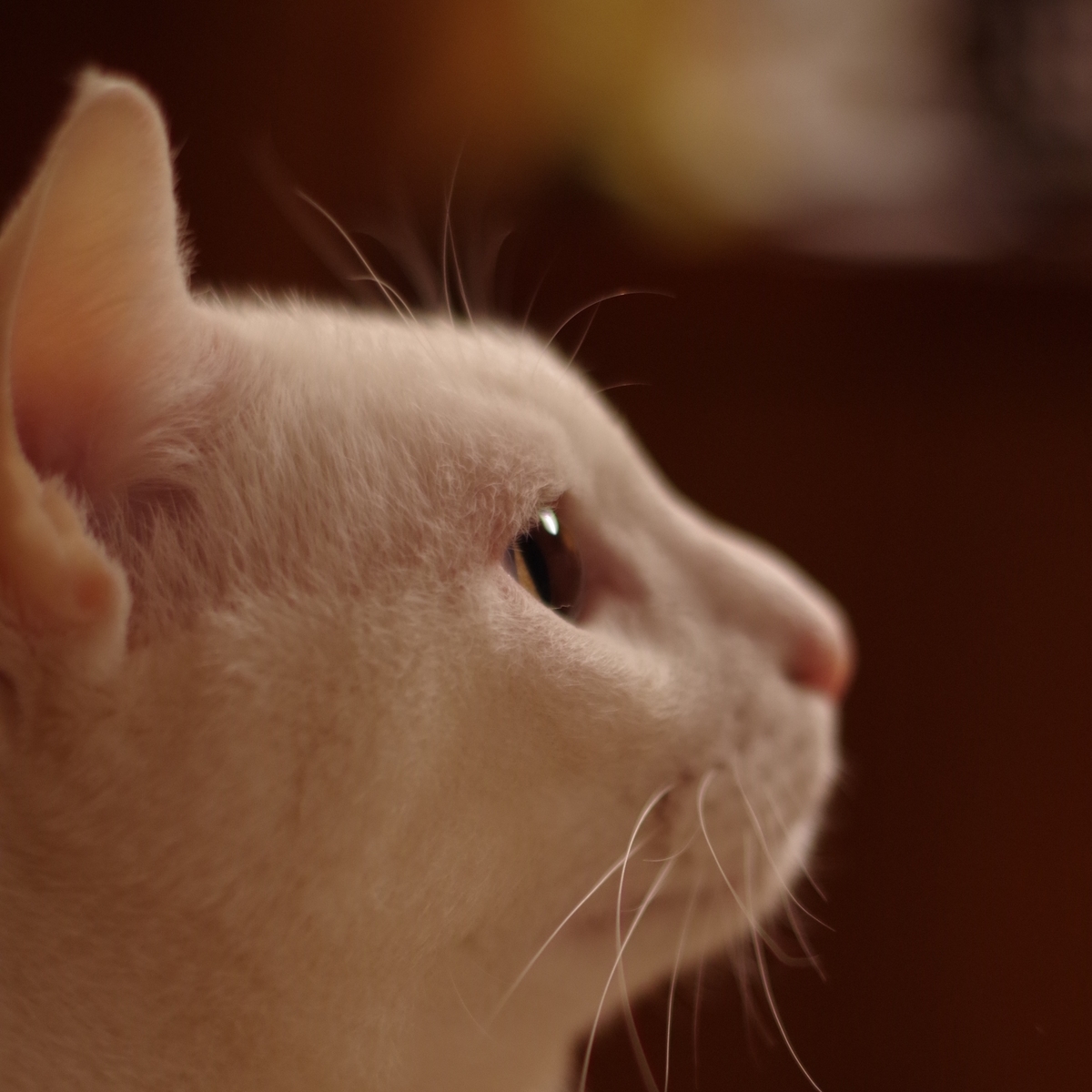 f:id:pandago:20211222091529j:plain