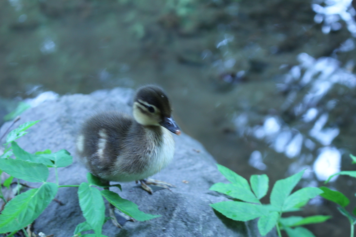 f:id:pandakamo:20190621132653j:plain f:id:pandakamo:20190621132653j:plain