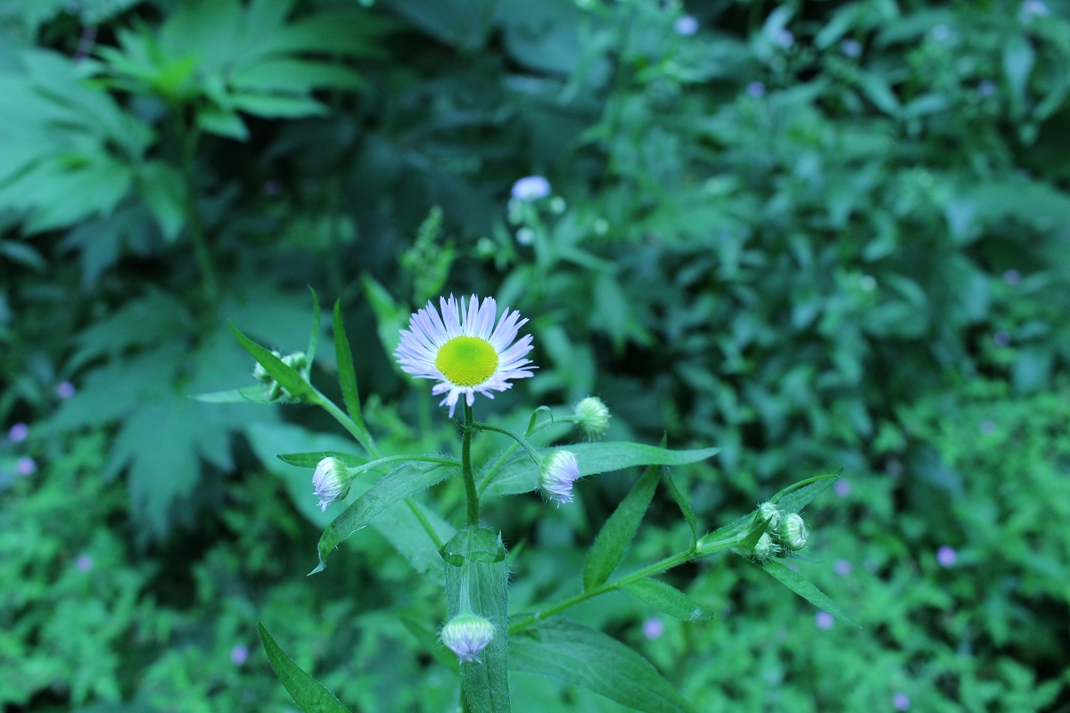 f:id:pandakamo:20190621210016j:plain f:id:pandakamo:20190621210016j:plain