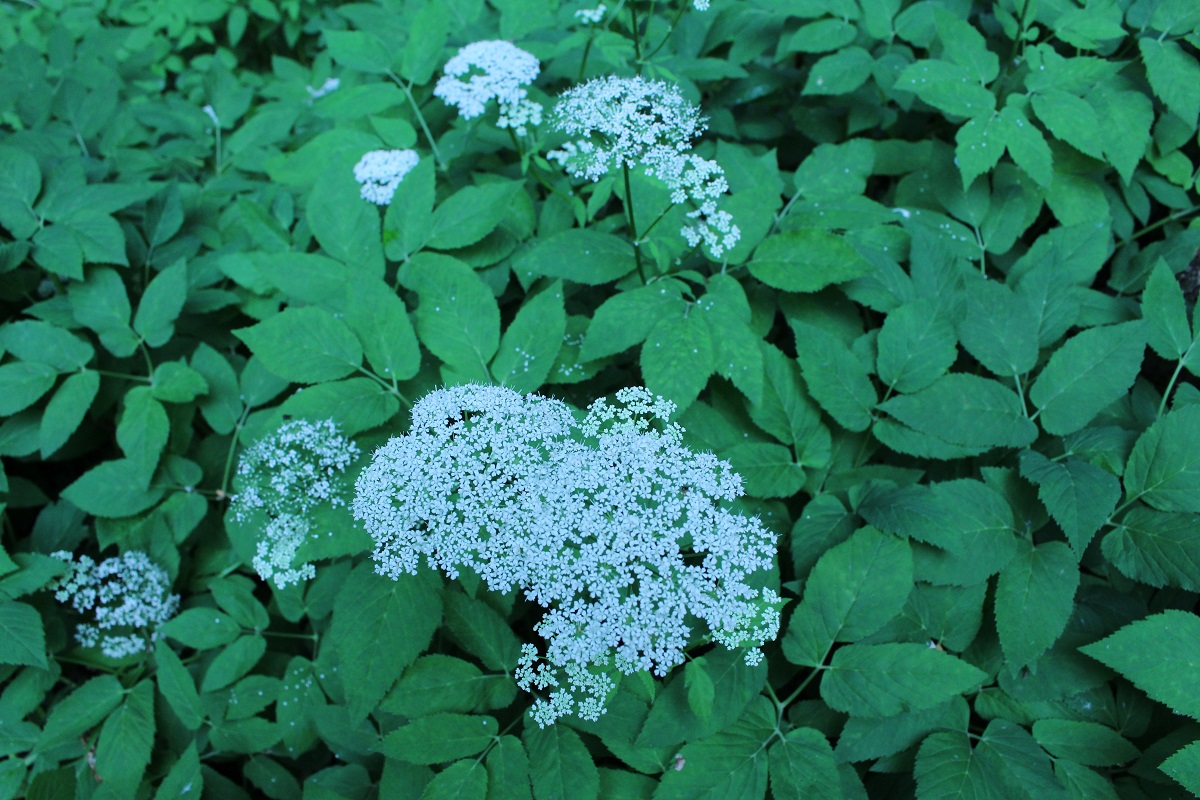 f:id:pandakamo:20190621210421j:plain f:id:pandakamo:20190621210421j:plain