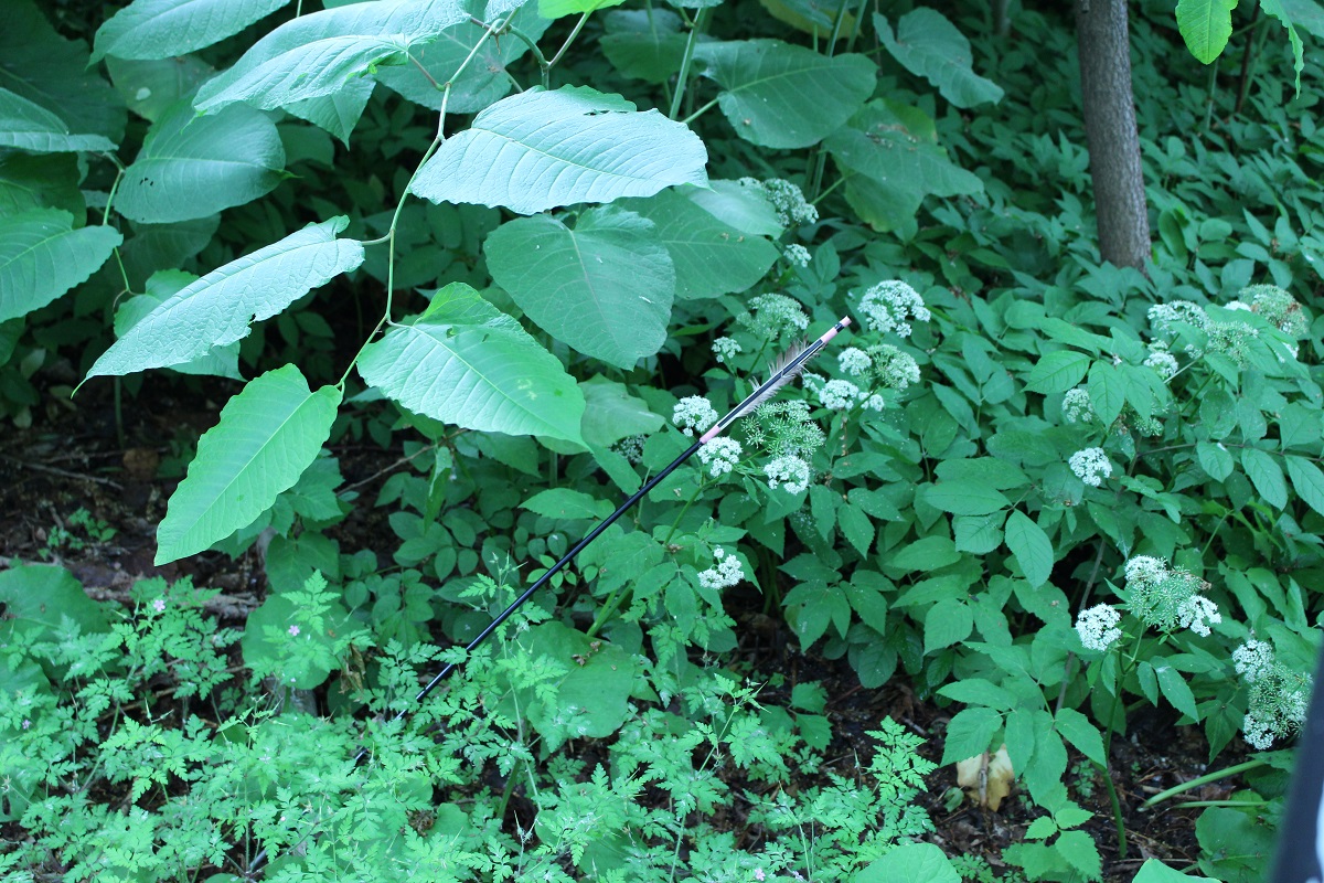 f:id:pandakamo:20190621211917j:plain f:id:pandakamo:20190621211917j:plain