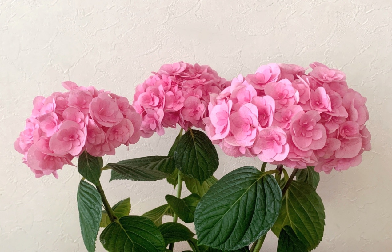 f:id:pandamama-ikuji:20210517161107j:image f:id:pandamama-ikuji:20210517161107j:image