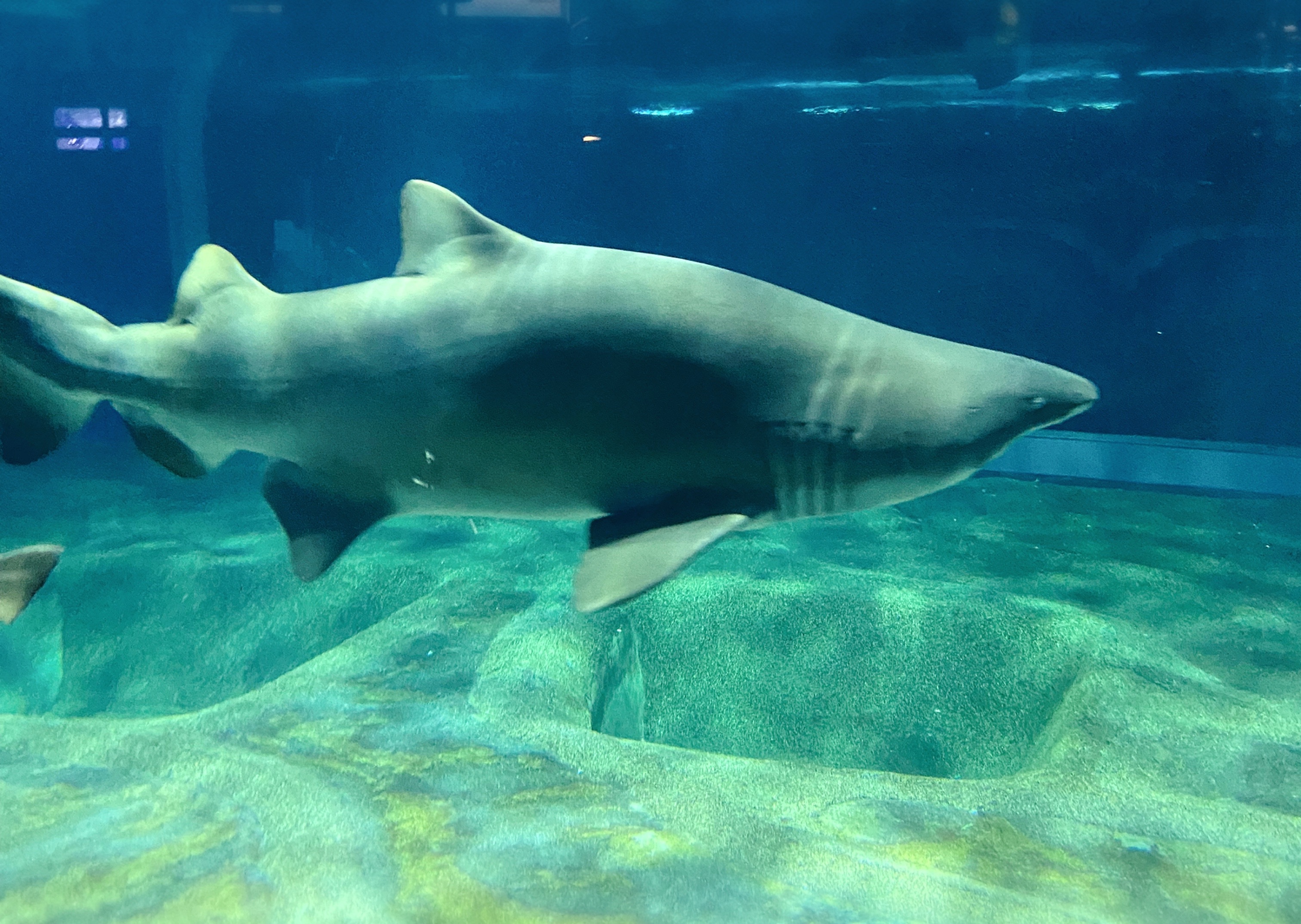 サメ飼育種類数日本一！「アクアワールド大洗水族館」に行きまし