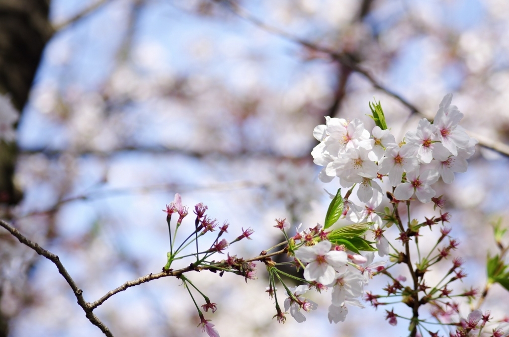 f:id:pandaman1120:20180402011117j:plain f:id:pandaman1120:20180402011117j:plain