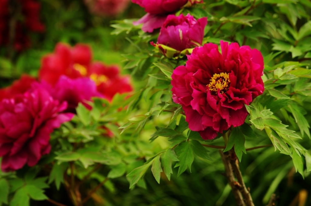 f:id:pandaman1120:20180416000451j:plain f:id:pandaman1120:20180416000451j:plain