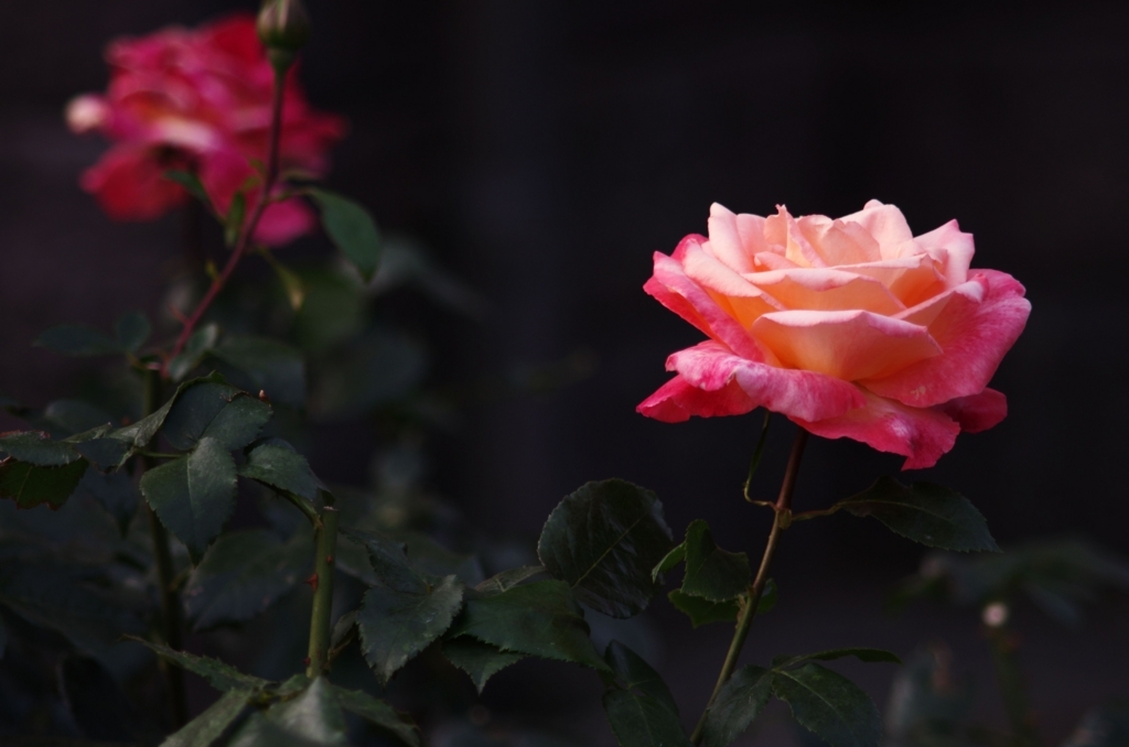 f:id:pandaman1120:20180517162732j:plain f:id:pandaman1120:20180517162732j:plain