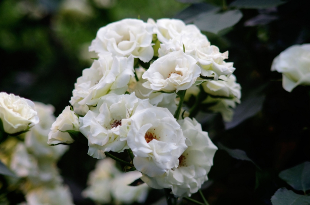 f:id:pandaman1120:20180517162753j:plain f:id:pandaman1120:20180517162753j:plain