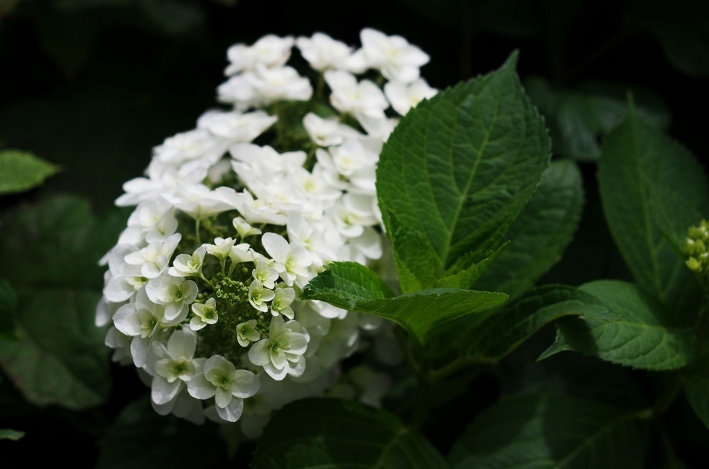 f:id:pandaman1120:20180530134641j:plain