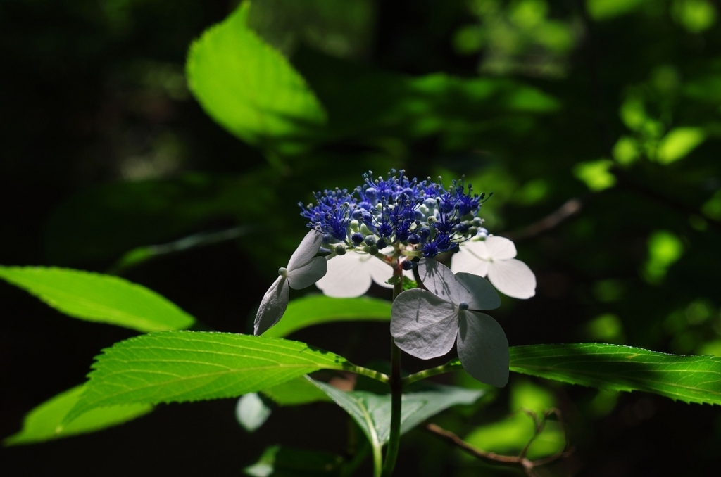 f:id:pandaman1120:20180603042923j:plain