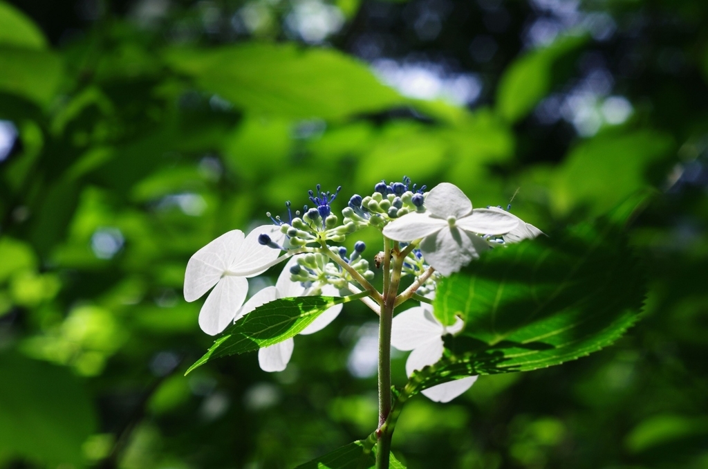 f:id:pandaman1120:20180603042939j:plain