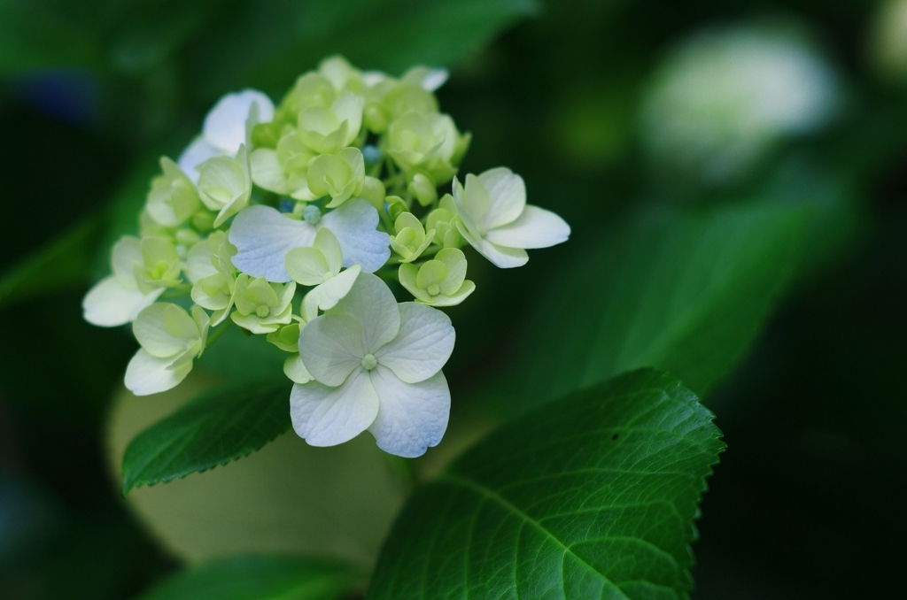 f:id:pandaman1120:20180603043343j:plain