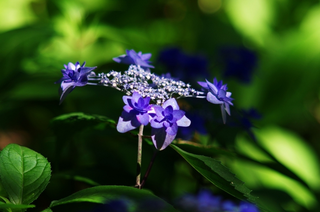 f:id:pandaman1120:20180605002447j:plain