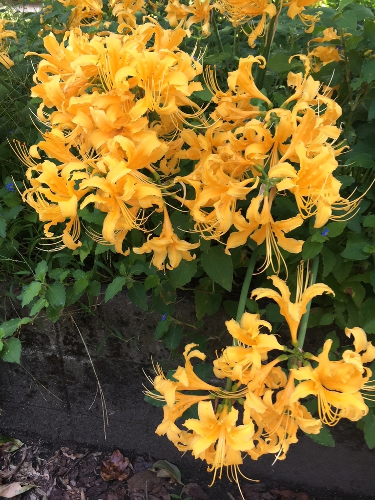 f:id:pandamonda:20180925213524j:plain f:id:pandamonda:20180925213524j:plain