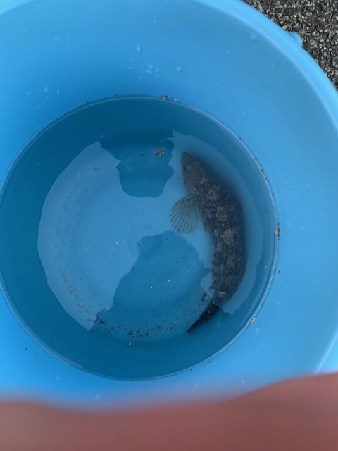 f:id:pandamonda:20200321111944j:plain f:id:pandamonda:20200321111944j:plain
