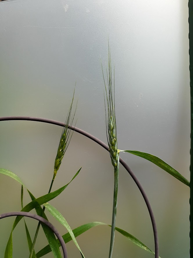 f:id:pandanukichen:20210620133015j:plain