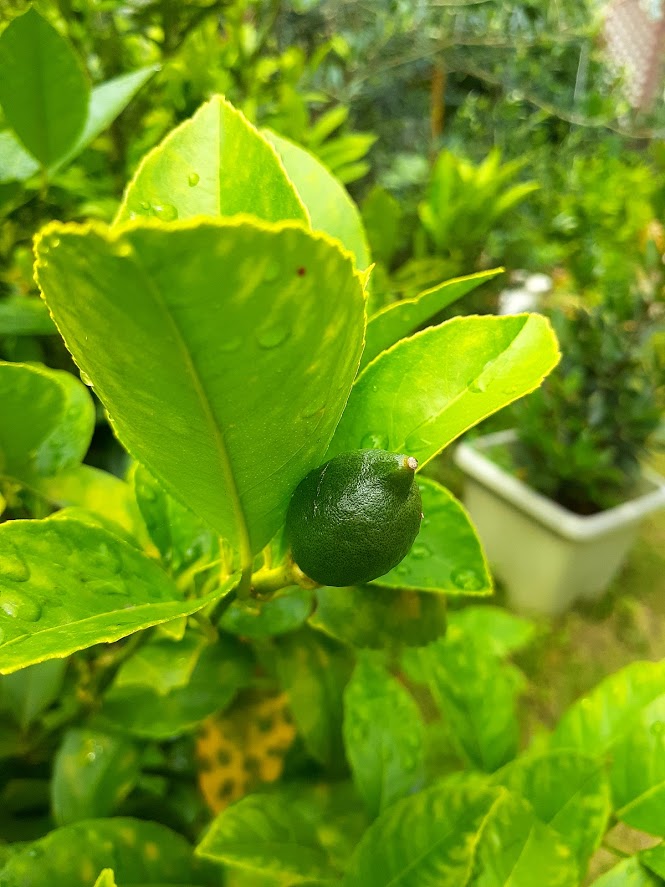 f:id:pandanukichen:20210620133755j:plain