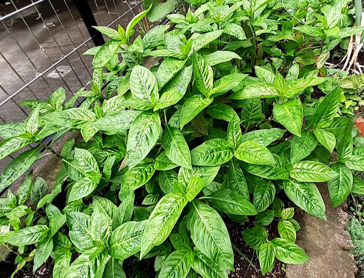 f:id:pandanukichen:20210620134149j:plain