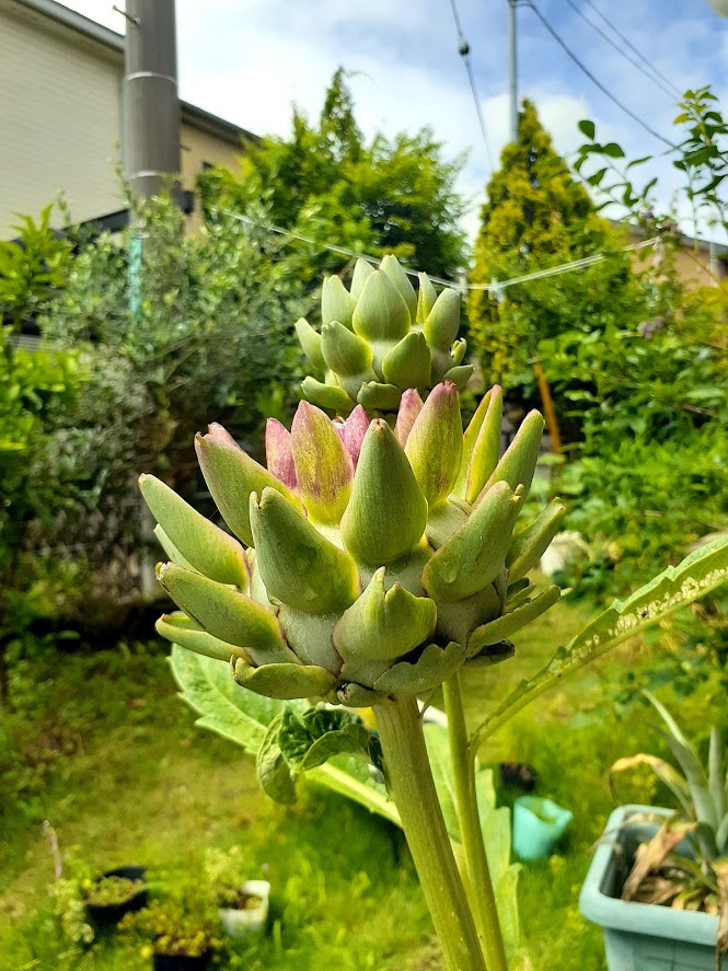 f:id:pandanukichen:20210620134302j:plain