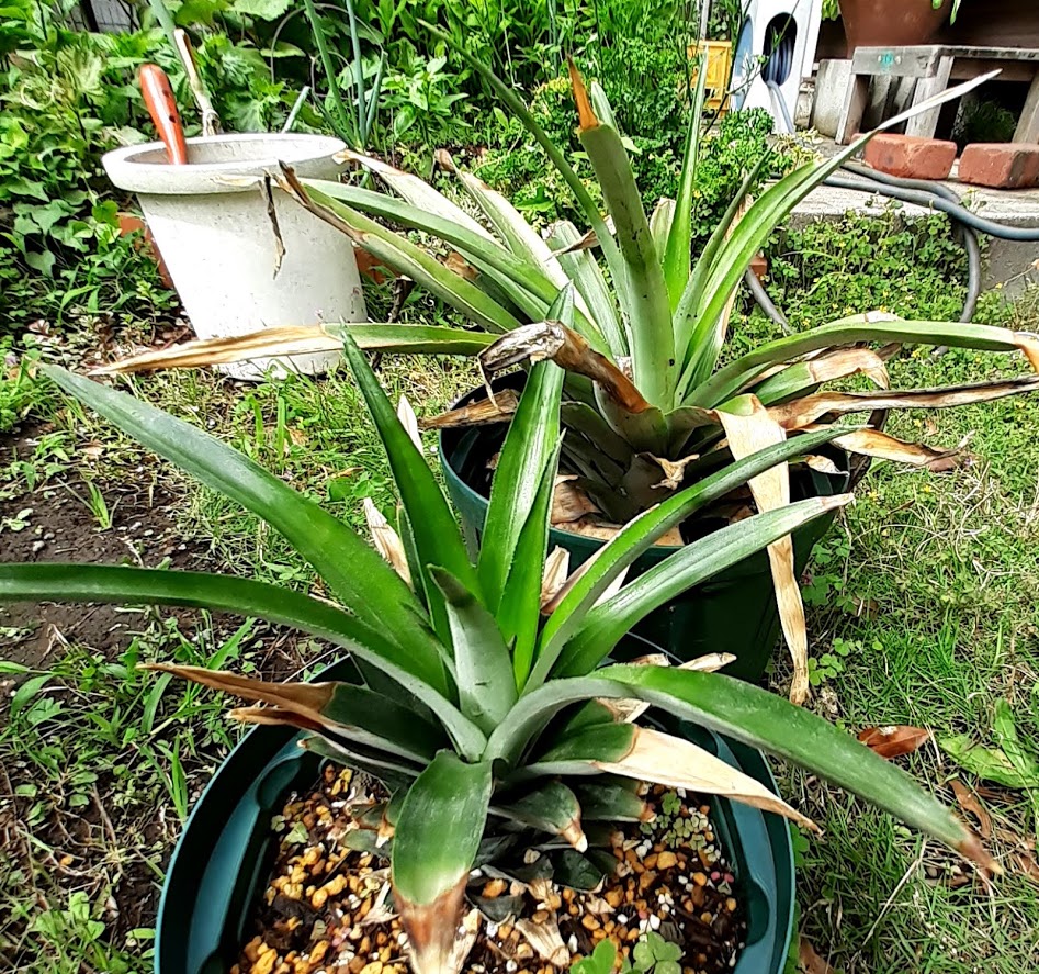 f:id:pandanukichen:20210620134326j:plain