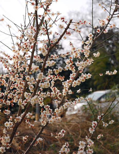 f:id:pandapanko:20160405220419j:image f:id:pandapanko:20160405220419j:image
