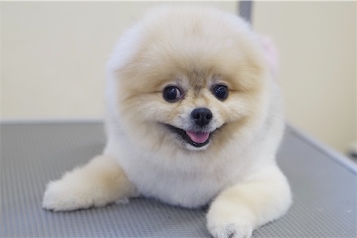 f:id:pandasensei0203126:20190901180804j:image