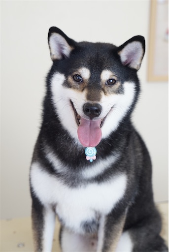 f:id:pandasensei0203126:20221214193637j:image f:id:pandasensei0203126:20221214193637j:image