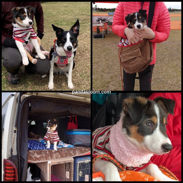 f:id:pandasroom:20220405093841j:plain