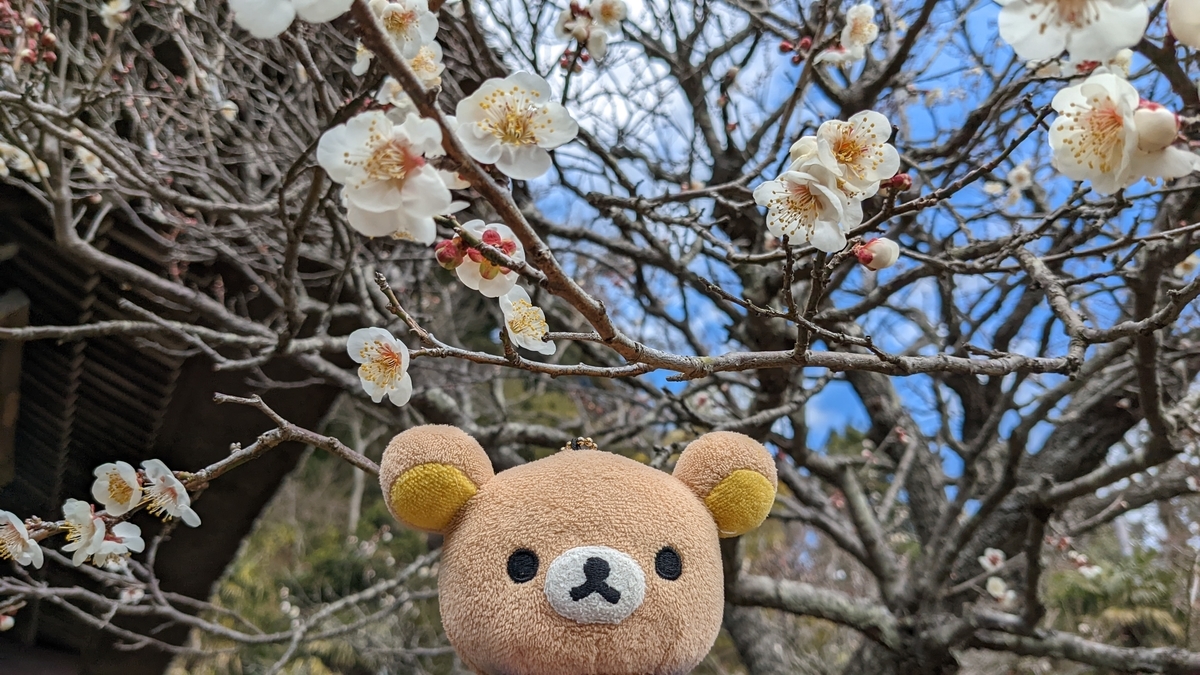 f:id:pandayama:20220224150025j:plain