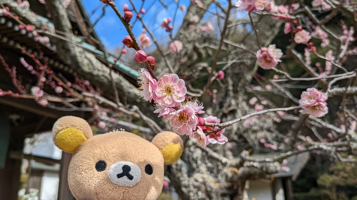 f:id:pandayama:20220304162618j:plain